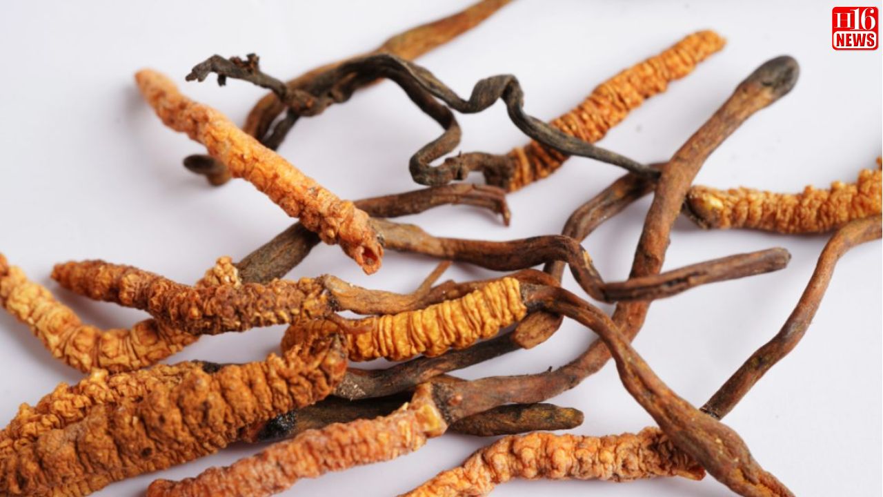 Why Are Health Enthusiasts Raving About This Strange-Looking Mushroom Found in the Himalayas?